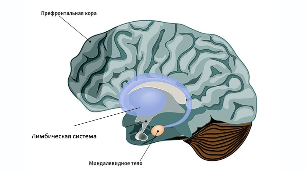 Image/Сайт/Психология/_250302122438.png