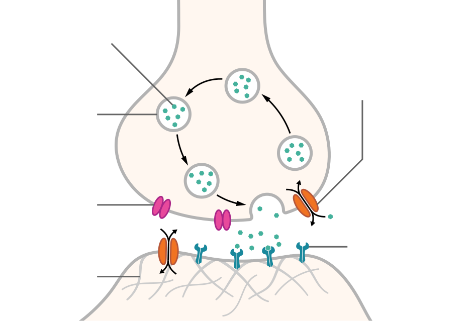 SynapseSchematic_lines.svg 1.png